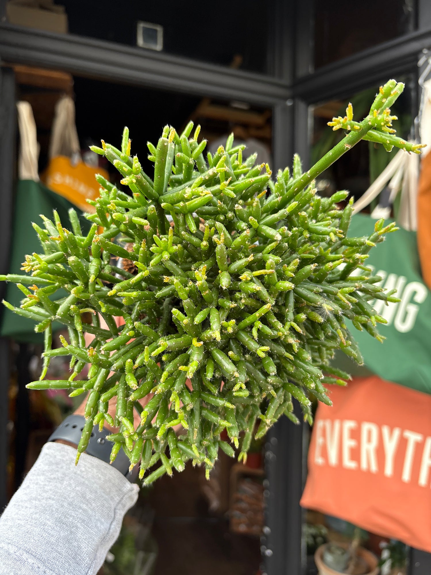 A Rhipsalis Burchelli plant, a cascading cactus with thin green stems, displayed in front of Urban Tropicana’s Plant Shop in Chiswick, London