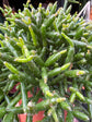A Rhipsalis Burchelli plant, a cascading cactus with thin green stems, displayed in front of Urban Tropicana’s Plant Shop in Chiswick, London