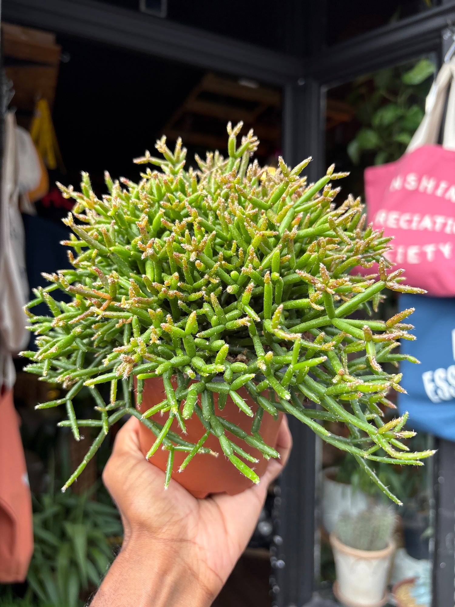 Rhipsalis Cereuscula, or Coral Cactus, Rice Cactus and Mistletoe Cactus, outside Urban Tropicana’s houseplant store in Chiswick, West London
