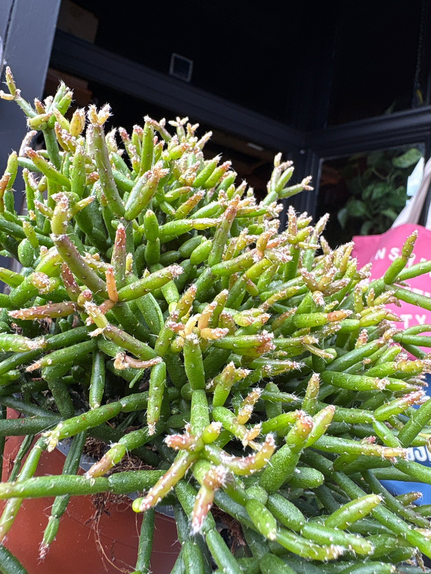 Rhipsalis Cereuscula, or Coral Cactus, Rice Cactus and Mistletoe Cactus, outside Urban Tropicana’s houseplant store in Chiswick, West London