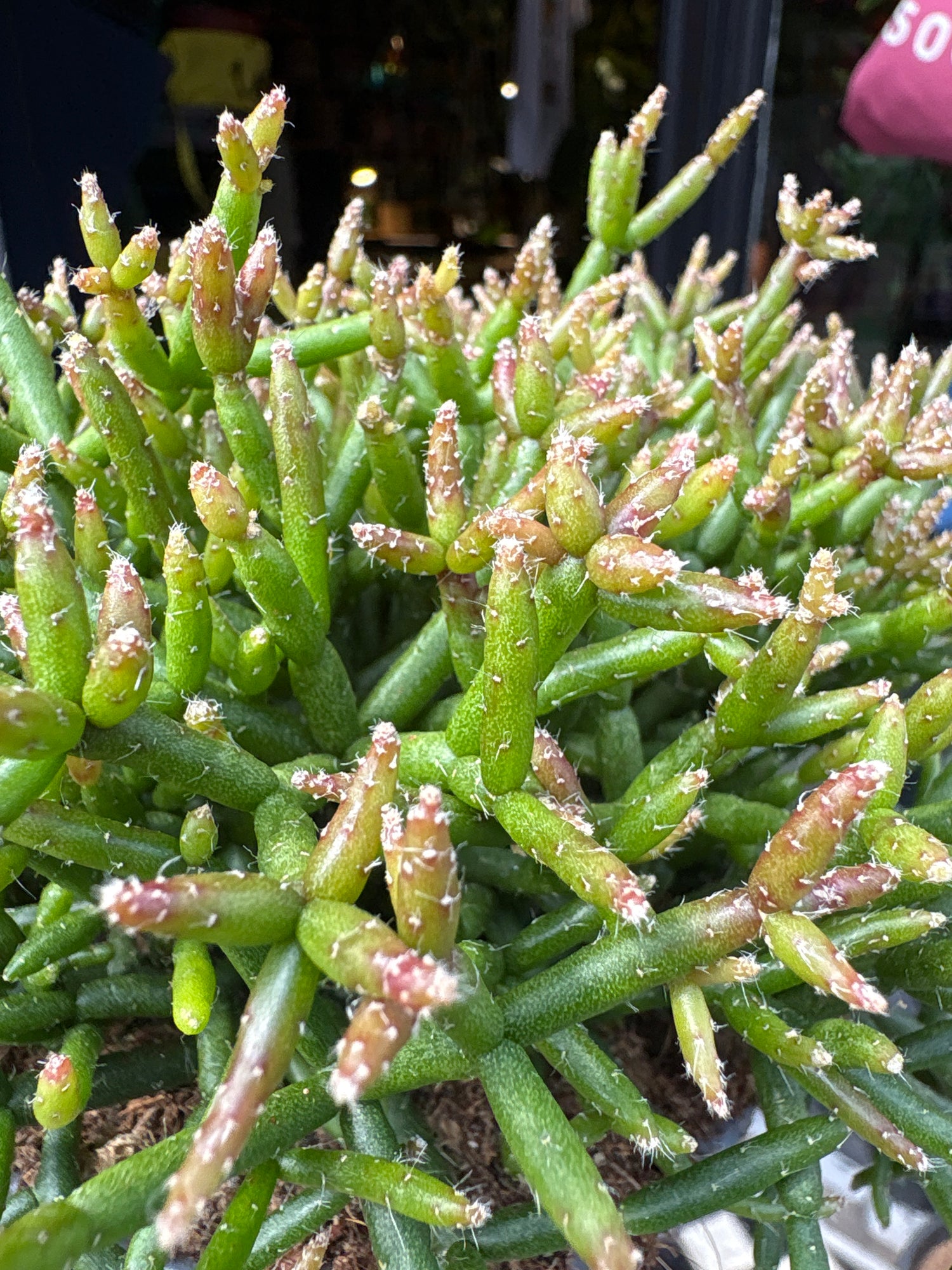 Rhipsalis Cereuscula, or Coral Cactus, Rice Cactus and Mistletoe Cactus, outside Urban Tropicana’s houseplant store in Chiswick, West London
