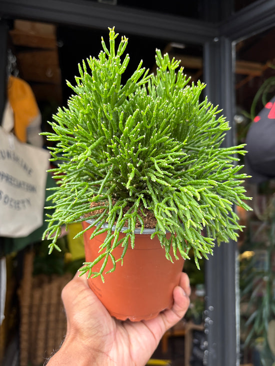 Rhipsalis Hatiora salicornioides houseplant outside Urban Tropicana in Chiswick, London
