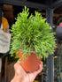Rhipsalis Hatiora salicornioides houseplant outside Urban Tropicana in Chiswick, London