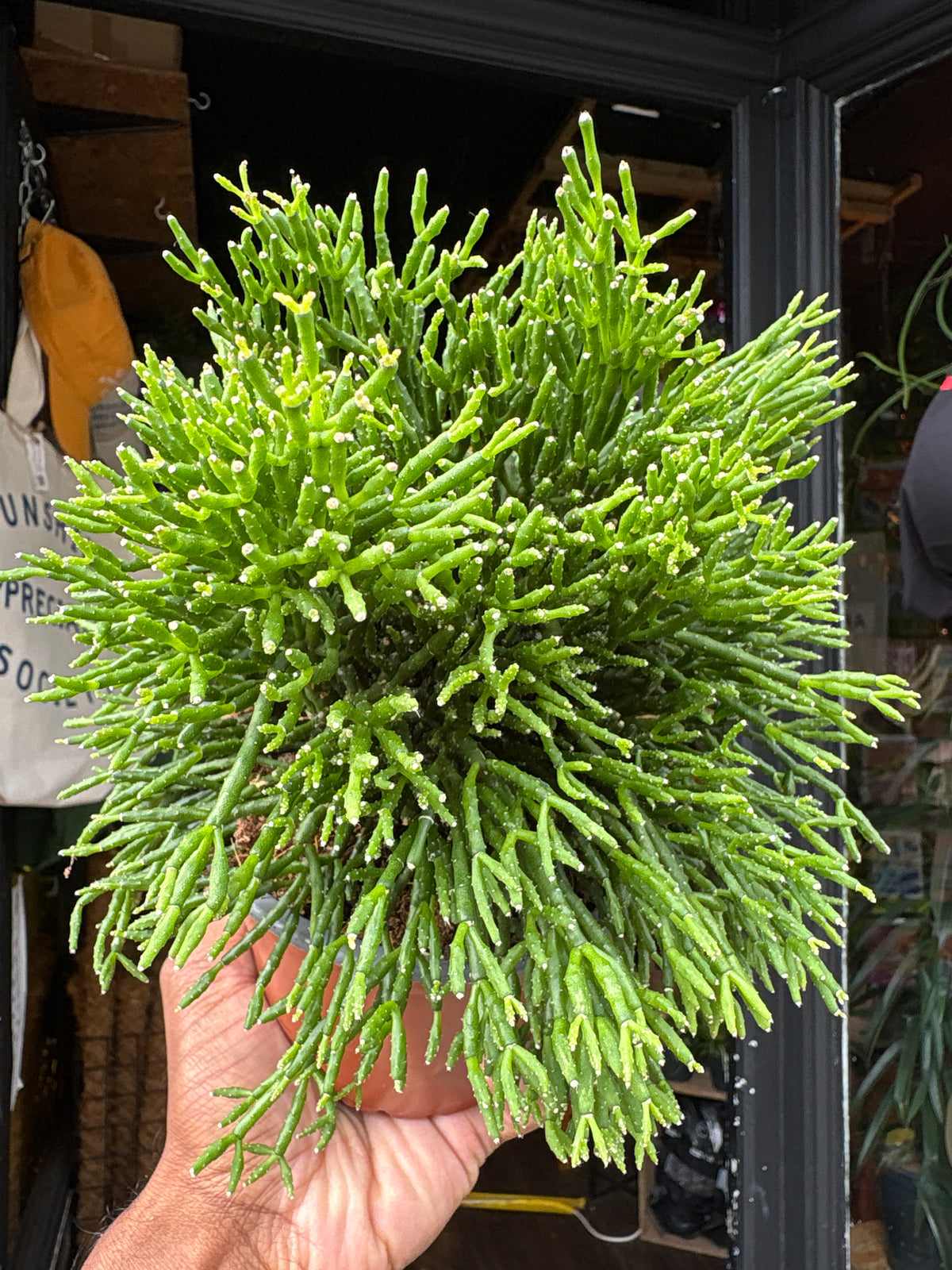 Rhipsalis Hatiora salicornioides House plant outside Urban Tropicana in Chiswick London