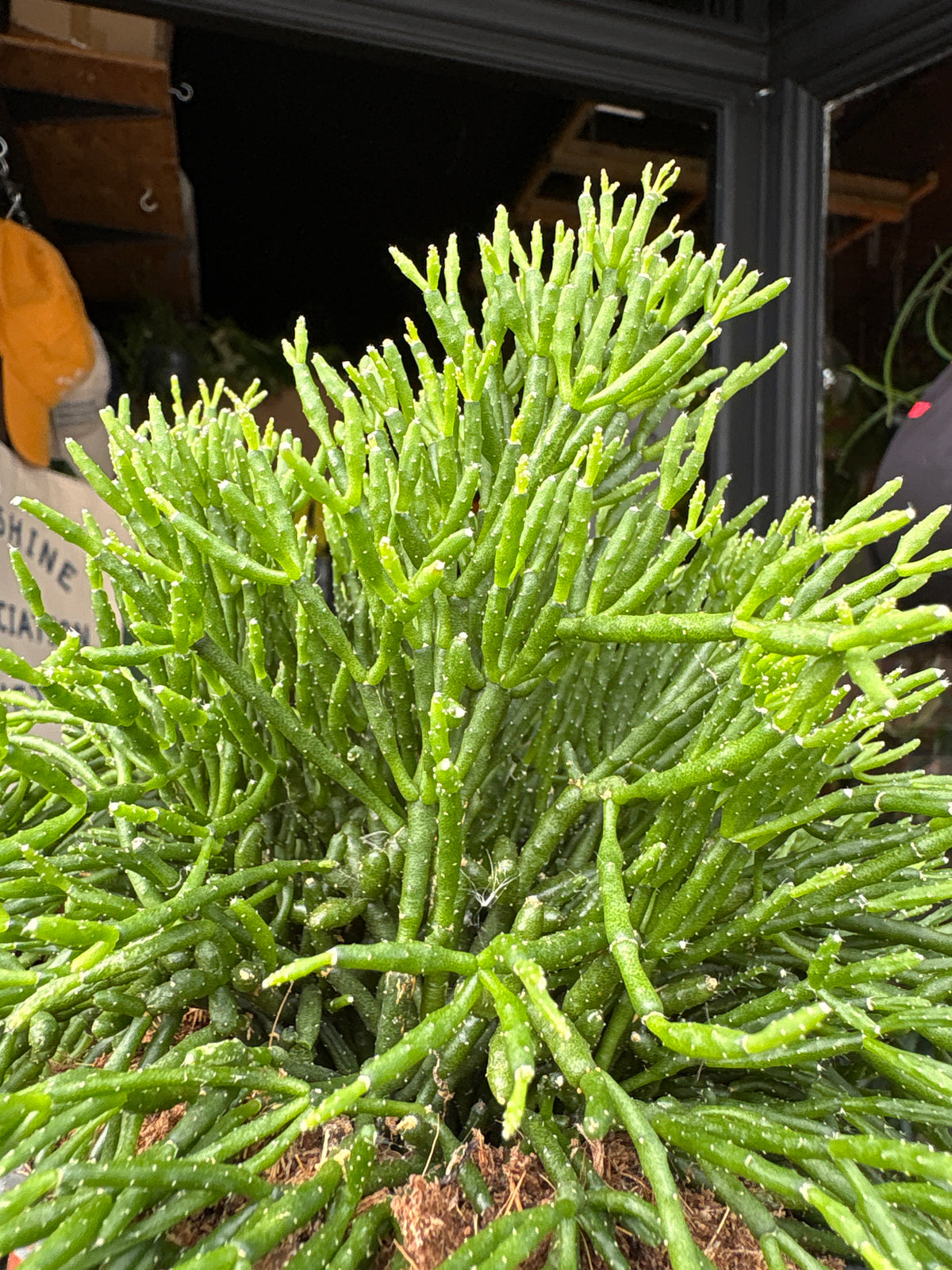 Rhipsalis Hatiora salicornioides houseplant outside Urban Tropicana in Chiswick, London