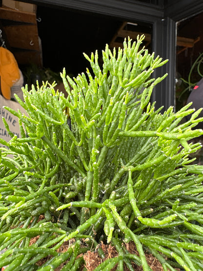 Rhipsalis Hatiora salicornioides houseplant outside Urban Tropicana in Chiswick, London