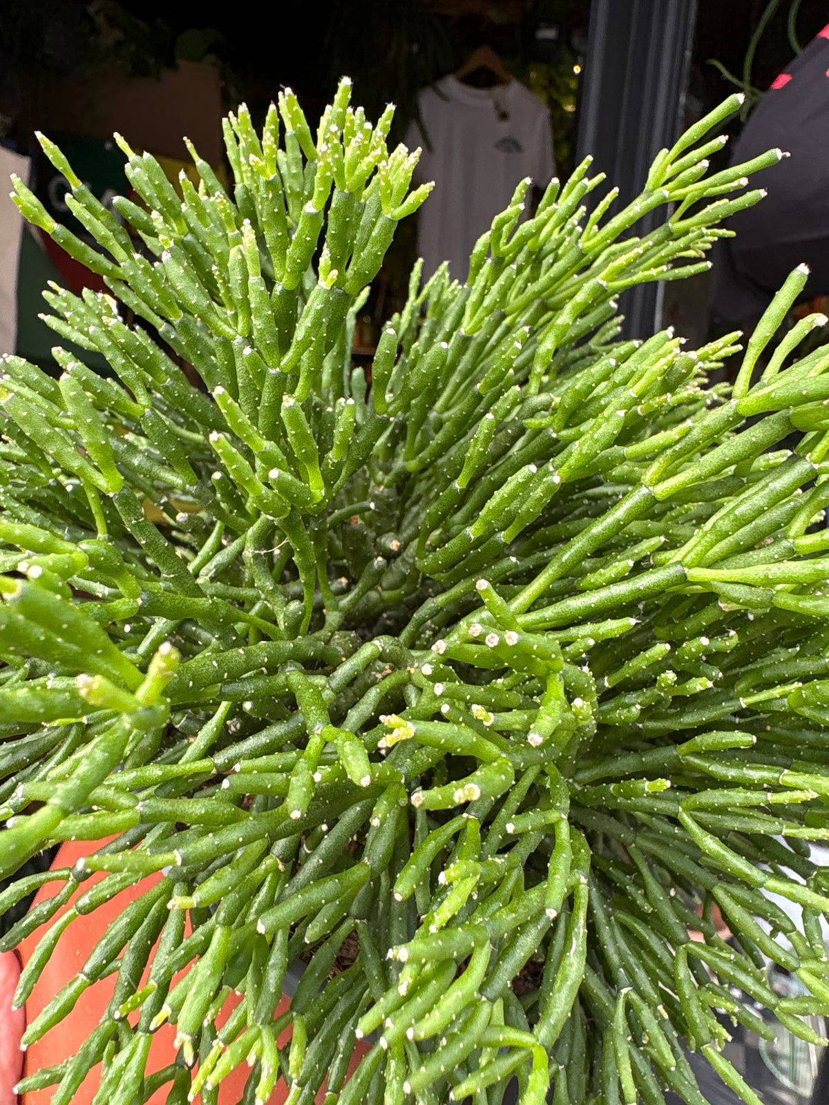 Rhipsalis Hatiora salicornioides House plant outside Urban Tropicana in Chiswick, London 