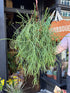 Rhipsalis mauritiana with long, slender trailing green stems forming a cascading habit, displayed in a nursery pot at Urban Tropicana plant shop, Chiswick, London
