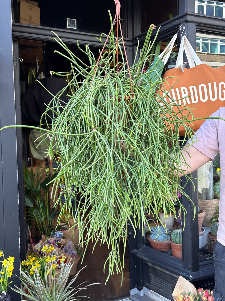 Rhipsalis mauritiana with long, slender trailing green stems forming a cascading habit, displayed in a nursery pot at Urban Tropicana plant shop, Chiswick, London