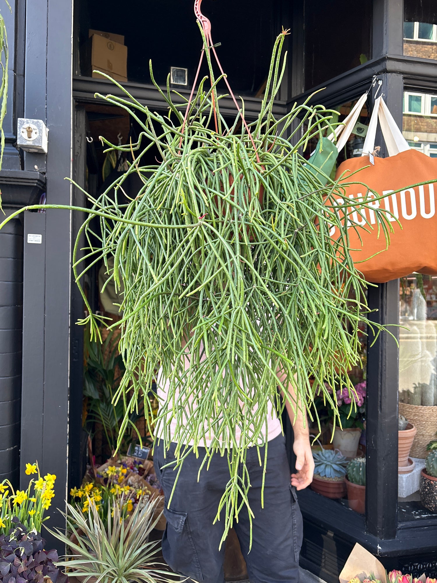 Rhipsalis mauritiana with long, slender trailing green stems forming a cascading habit, displayed in a nursery pot at Urban Tropicana plant shop, Chiswick, London