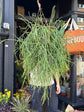 Rhipsalis mauritiana with long, slender trailing green stems forming a cascading habit, displayed in a nursery pot at Urban Tropicana plant shop, Chiswick, London