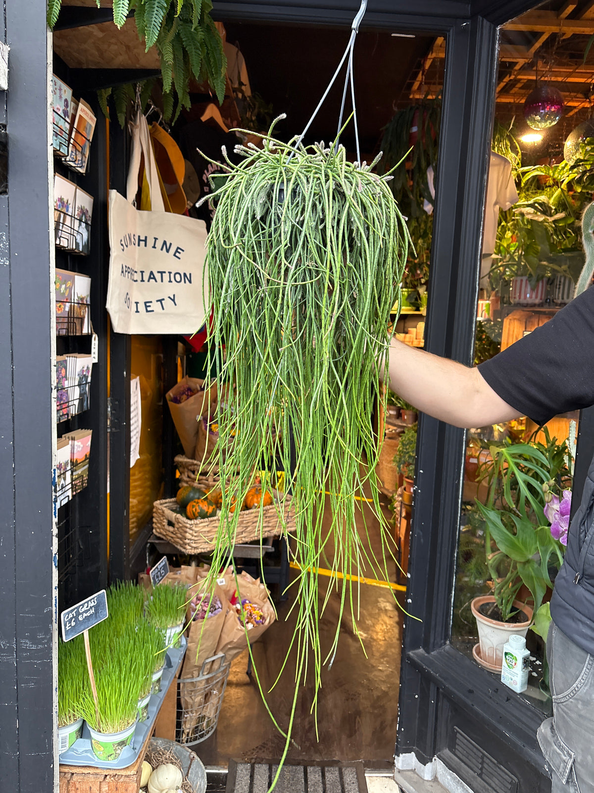 Rhipsalis Puniceodiscus in 14cm hanging pot outside Urban Tropicana plant shop in Chiswick, London