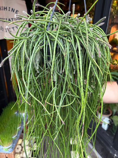 Rhipsalis Puniceodiscus in 14cm hanging pot outside Urban Tropicana plant shop in Chiswick, London