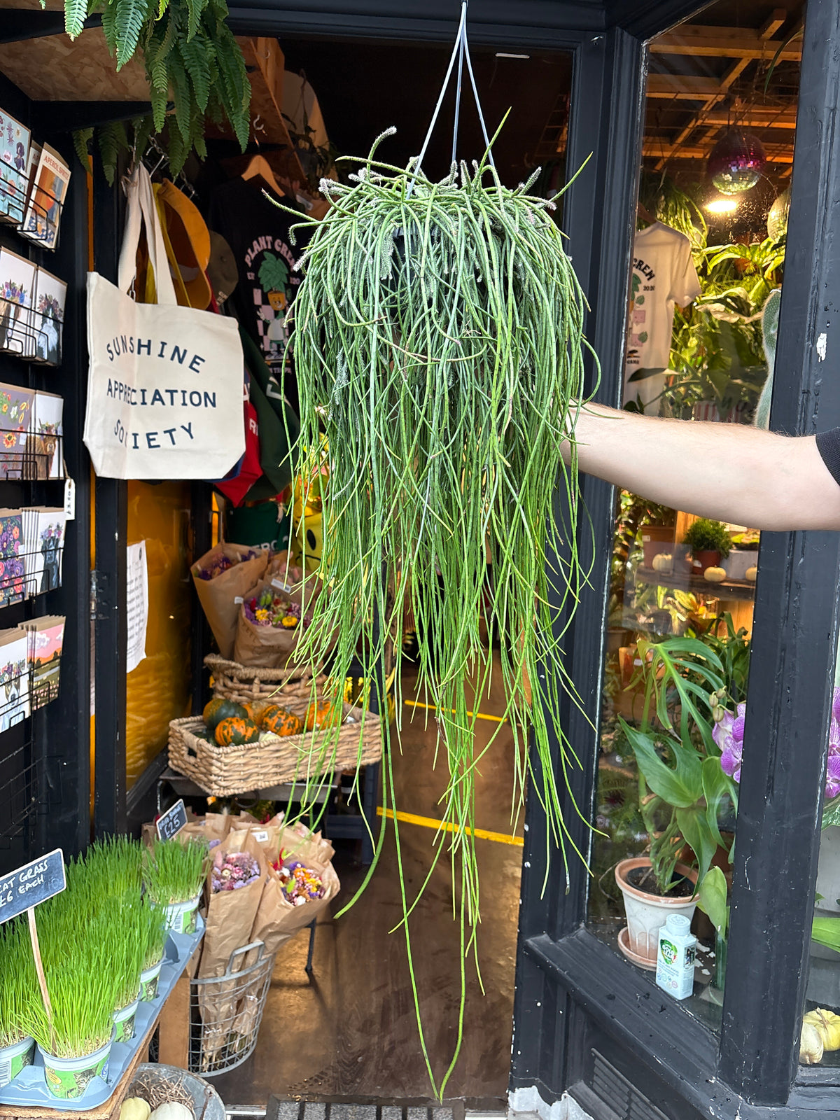 Rhipsalis Puniceodiscus in 14cm hanging pot outside Urban Tropicana plant shop in Chiswick, London