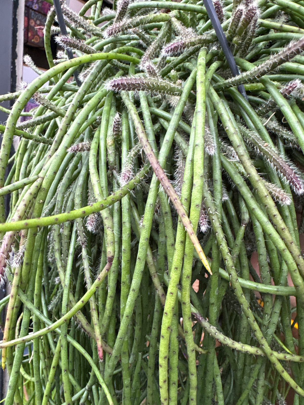 Rhipsalis Puniceodiscus in 14cm hanging pot outside Urban Tropicana plant shop in Chiswick, London