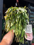 
A Rhipsalis Ramaloris ‘Red Coral’ plant in front of Urban Tropicana’s plant shop in Chiswick, London