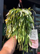 
A Rhipsalis Ramaloris ‘Red Coral’ plant in front of Urban Tropicana’s plant shop in Chiswick, London