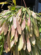 
A Rhipsalis Ramaloris ‘Red Coral’ plant in front of Urban Tropicana’s plant shop in Chiswick, London