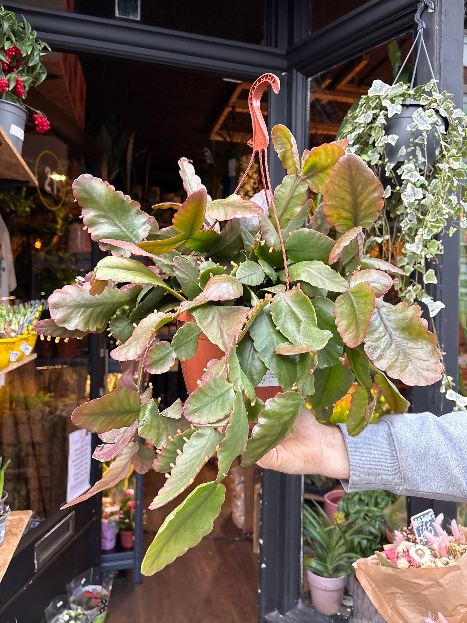 A Rhipsalis Rubra plant in front of Urban Tropicana’s Plant Shop in Chiswick London