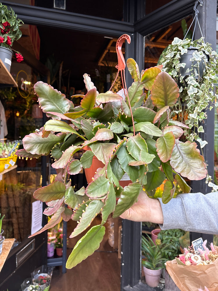 A Rhipsalis Rubra plant in front of Urban Tropicana’s Plant Shop in Chiswick London