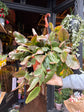 A Rhipsalis Rubra plant in front of Urban Tropicana’s Plant Shop in Chiswick London