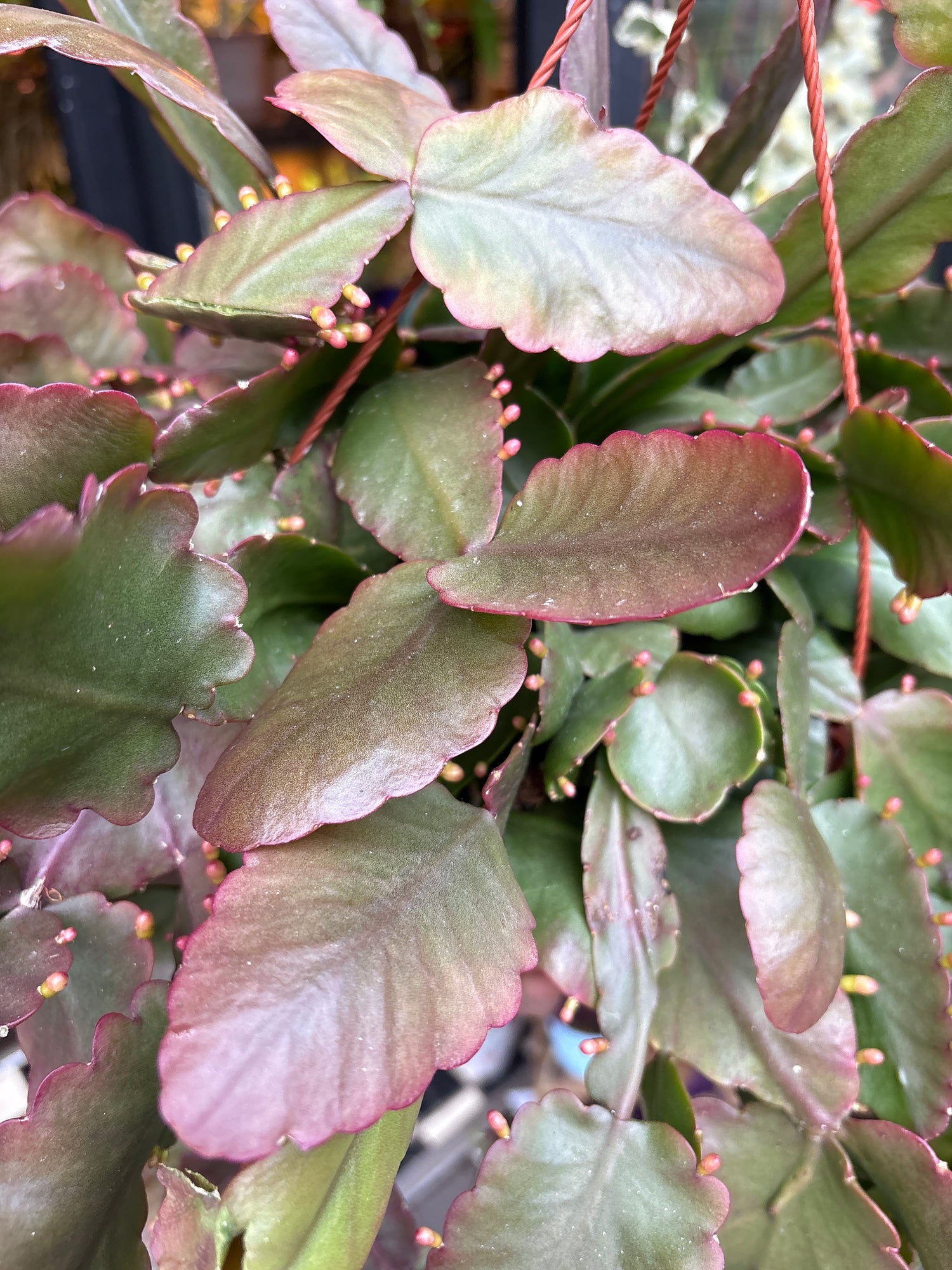 A Rhipsalis Rubra plant in front of Urban Tropicana’s Plant Shop in Chiswick London