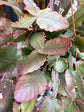 A Rhipsalis Rubra plant in front of Urban Tropicana’s Plant Shop in Chiswick London