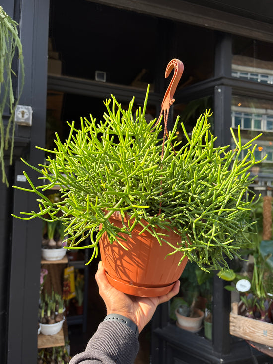 Rhipsalis heteroclada ‘Clara’ with trailing, slender green stems and delicate segmented foliage, displayed in a nursery pot at Urban Tropicana plant shop, Chiswick, London