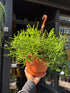Rhipsalis heteroclada ‘Clara’ with trailing, slender green stems and delicate segmented foliage, displayed in a nursery pot at Urban Tropicana plant shop, Chiswick, London