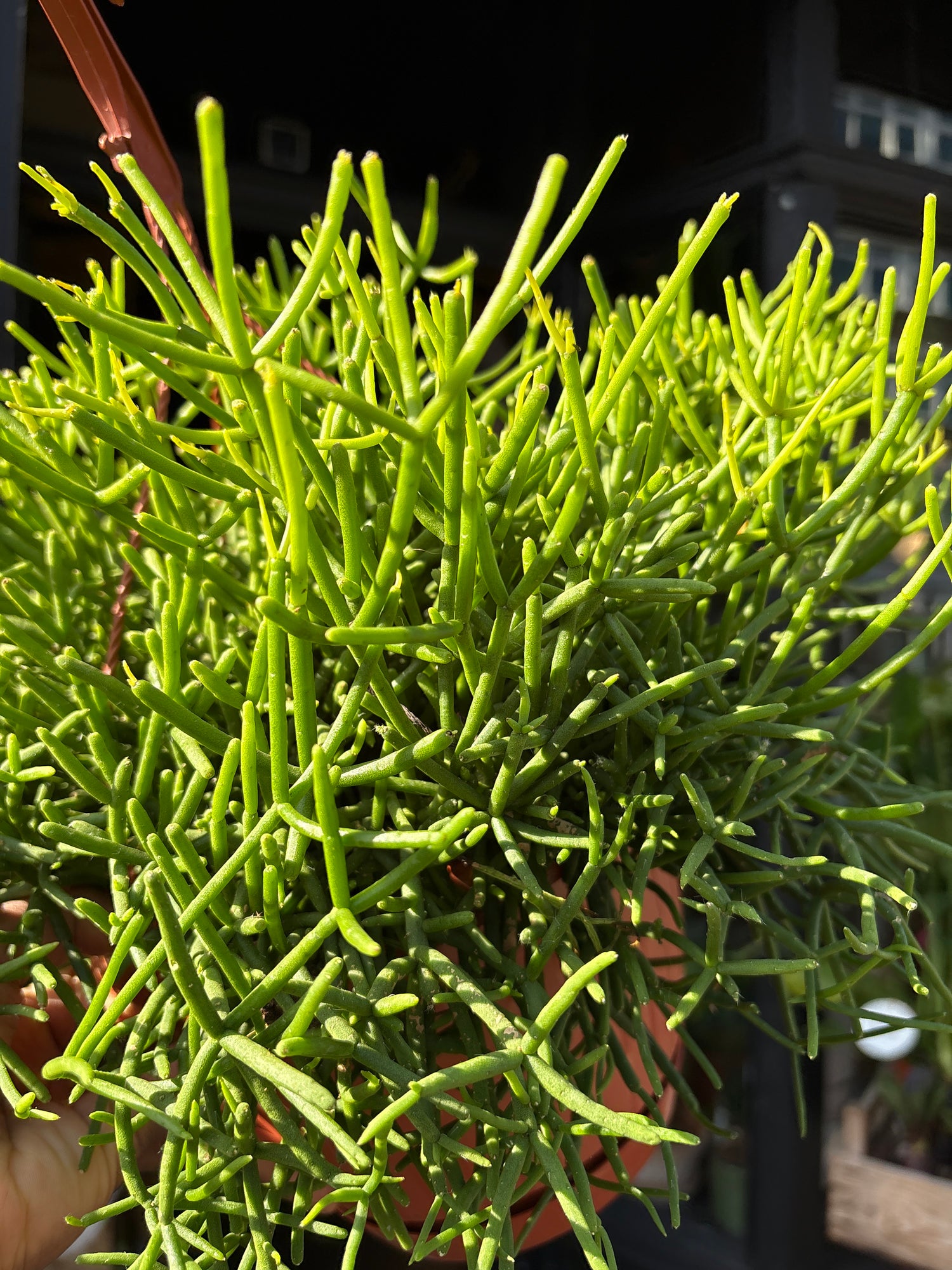 Close-up of Rhipsalis heteroclada ‘Clara’ showing thin, segmented green stems with a cascading growth habit