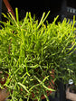Close-up of Rhipsalis heteroclada ‘Clara’ showing thin, segmented green stems with a cascading growth habit
