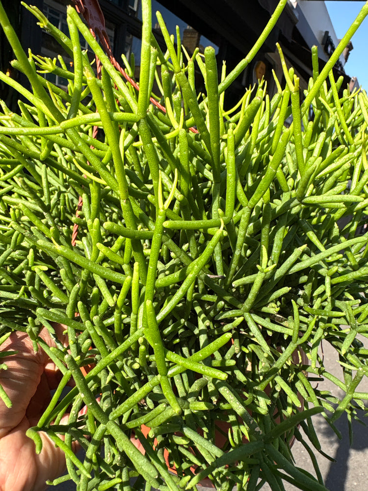 Rhipsalis heteroclada ‘Clara’ with trailing, slender green stems and delicate segmented foliage, displayed in a nursery pot at Urban Tropicana plant shop, Chiswick, London