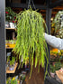 A Rhipsalis kirbergii plant in front of Urban Tropicana’s Plant Shop in Chiswick London
