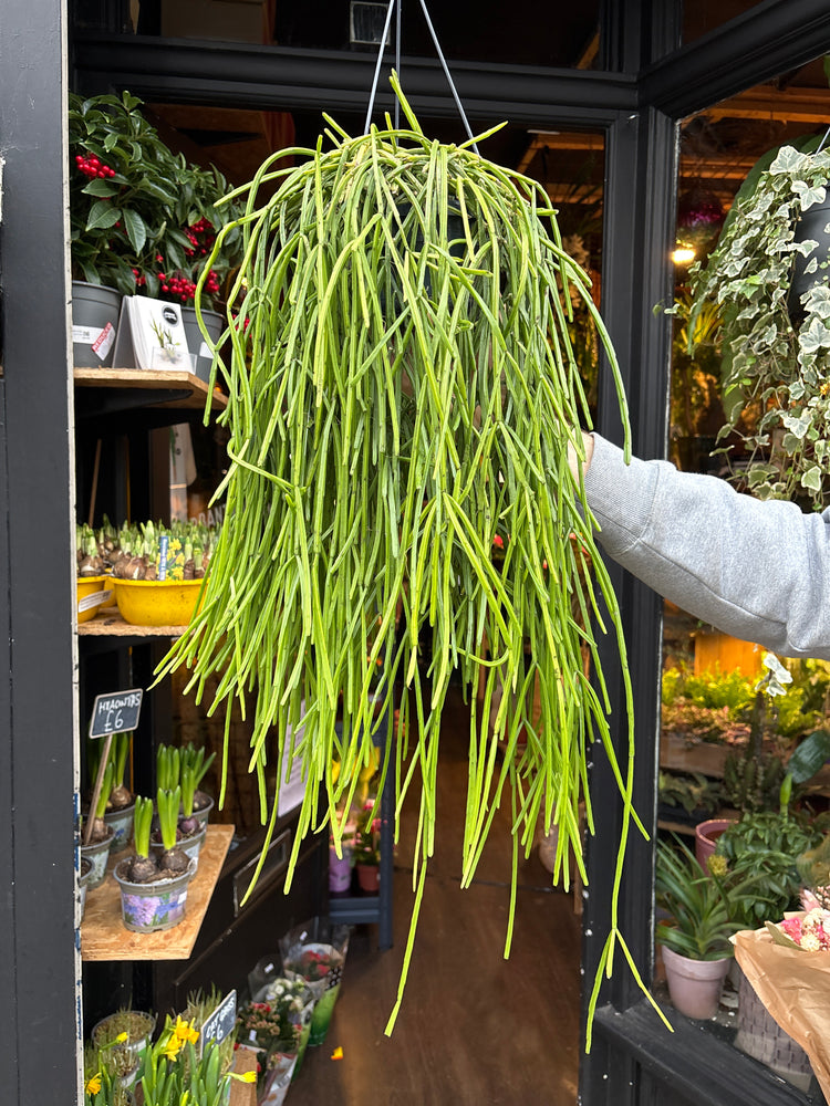 A Rhipsalis kirbergii plant in front of Urban Tropicana’s Plant Shop in Chiswick London