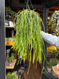 A Rhipsalis kirbergii plant in front of Urban Tropicana’s Plant Shop in Chiswick London