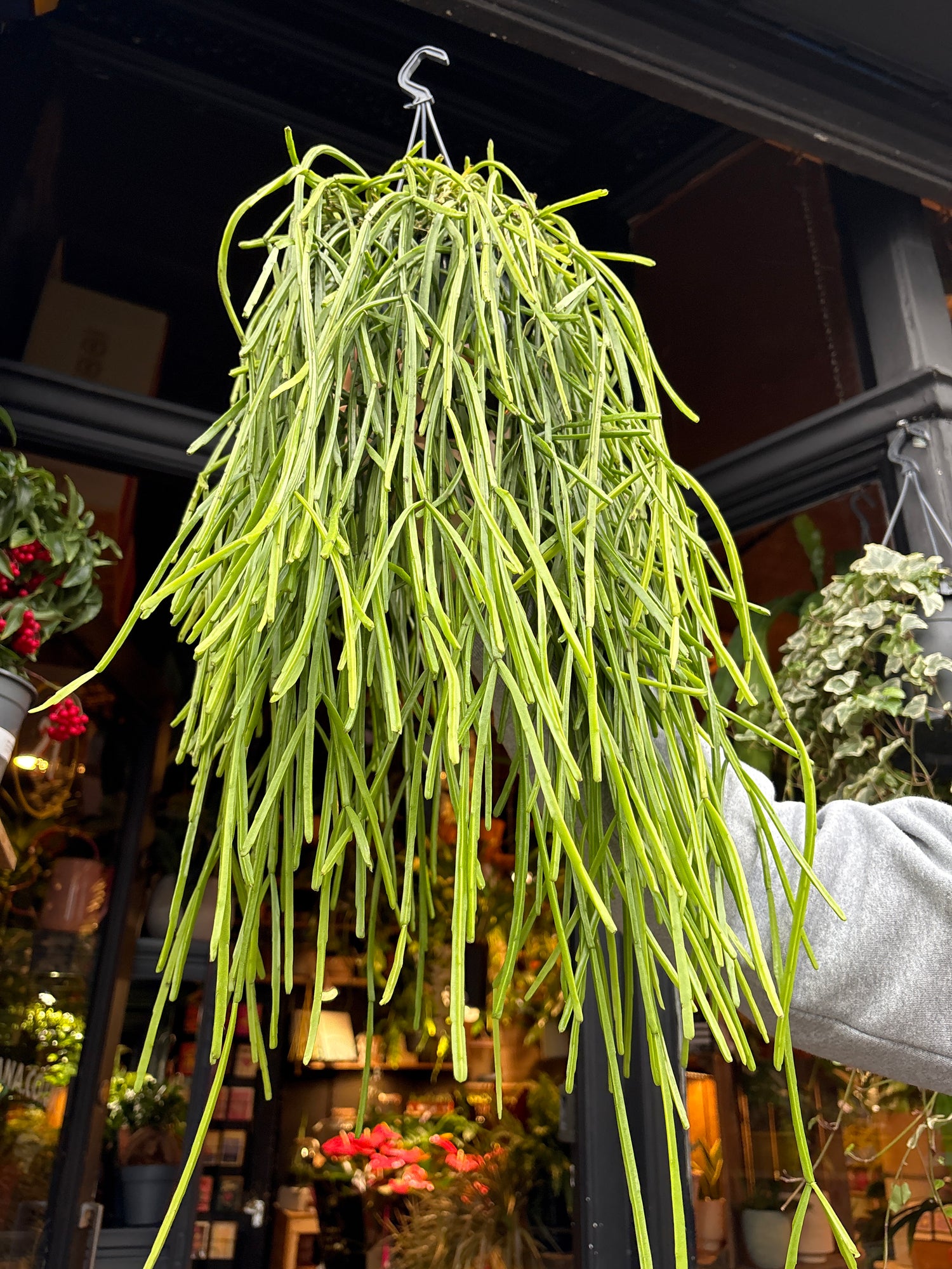 A Rhipsalis kirbergii plant in front of Urban Tropicana’s Plant Shop in Chiswick London