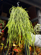 A Rhipsalis kirbergii plant in front of Urban Tropicana’s Plant Shop in Chiswick London