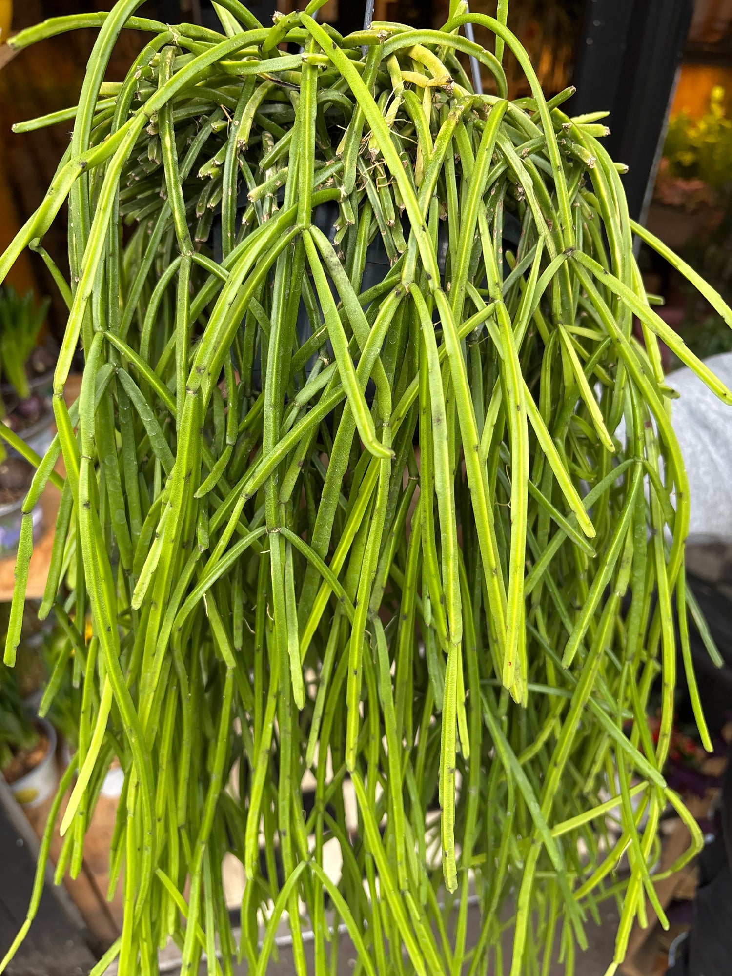 A Rhipsalis kirbergii plant in front of Urban Tropicana’s Plant Shop in Chiswick London
