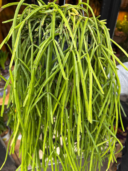 A Rhipsalis kirbergii plant in front of Urban Tropicana’s Plant Shop in Chiswick London