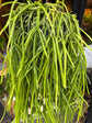 A Rhipsalis kirbergii plant in front of Urban Tropicana’s Plant Shop in Chiswick London