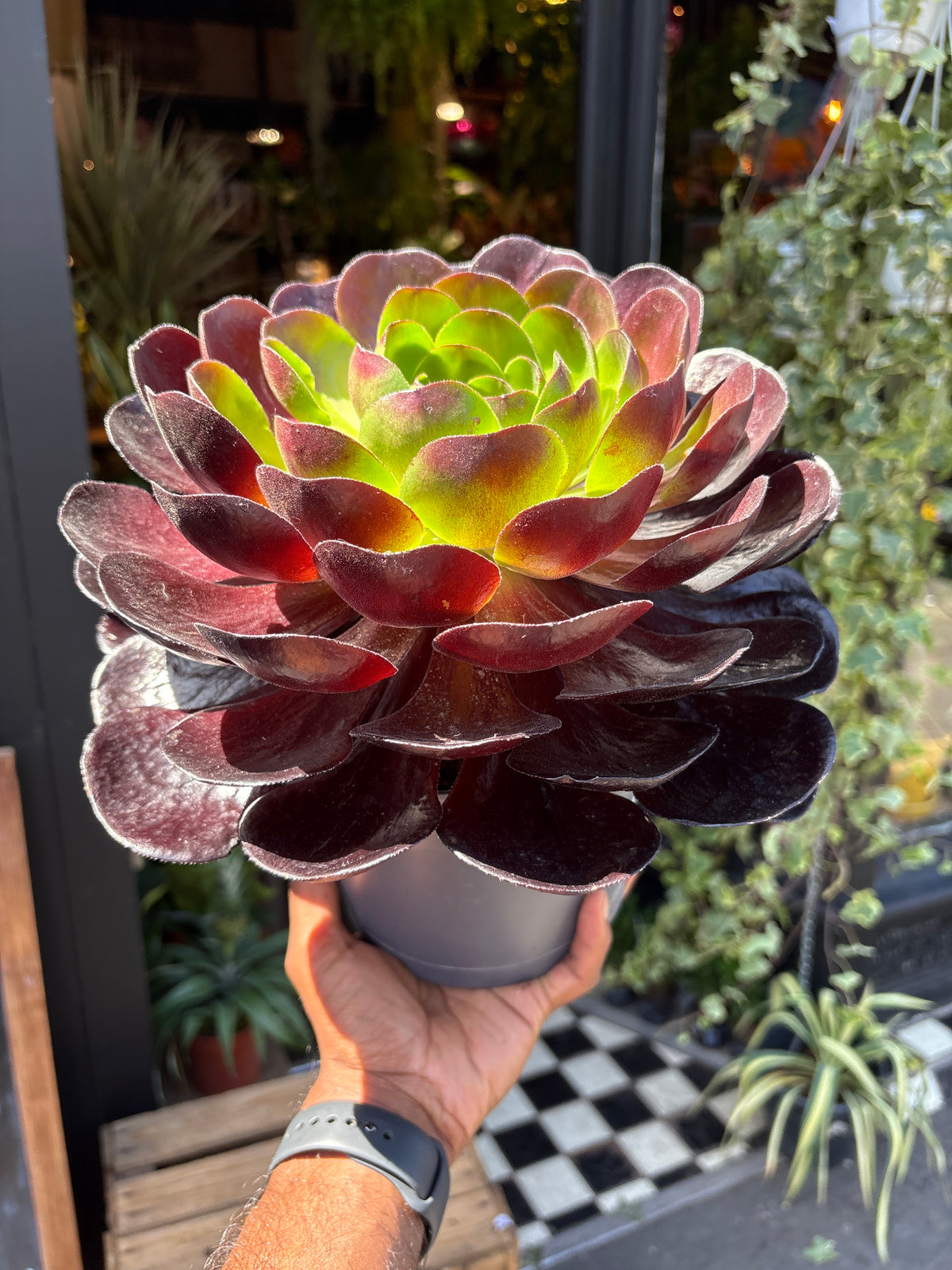Semponium ‘Destiny’ in front of Urban Tropicana’s Plant Shop in Chiswick London