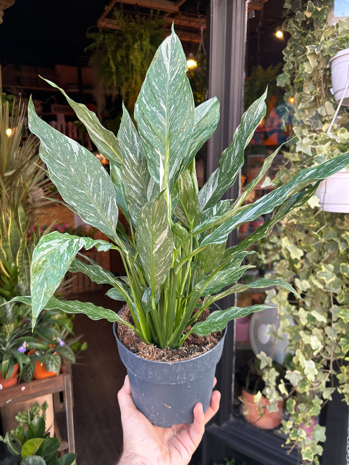 Spathiphyllum ‘Diamond Variegata’ peace lily outside Urban Tropicana plant shop in Chiswick, London