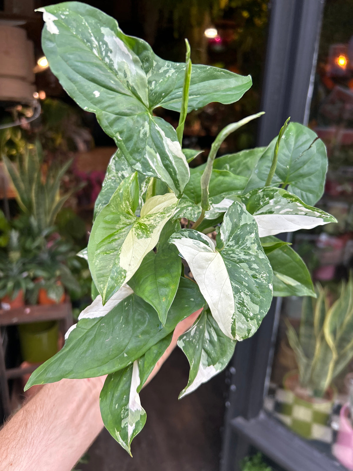 Syngonium Albo Variegated in front of Urban Tropicana’s Plant Shop in Chiswick London