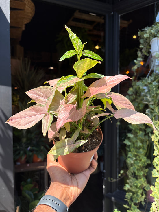 Syngonium Pink Splash | 12cm pot