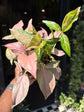 Syngonium Pink Splash | 12cm pot