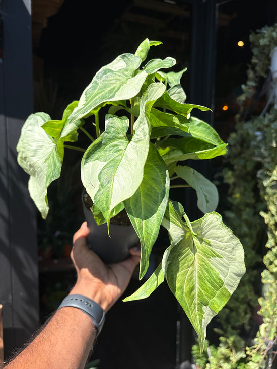 Syngonium Podophyllum ‘Three Kings’ in front of Urban Tropicana’s Plant Shop in Chiswick London