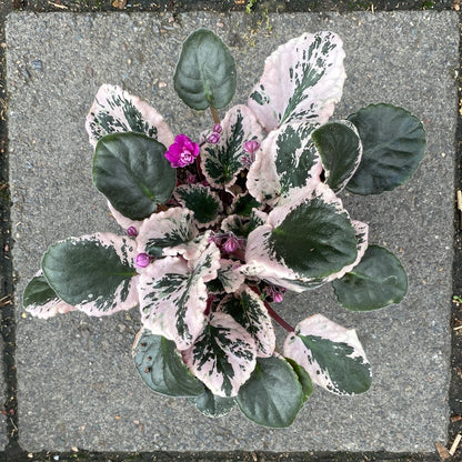 A Saintpaulia plant also know as an African violet in front of Urban Tropicana&