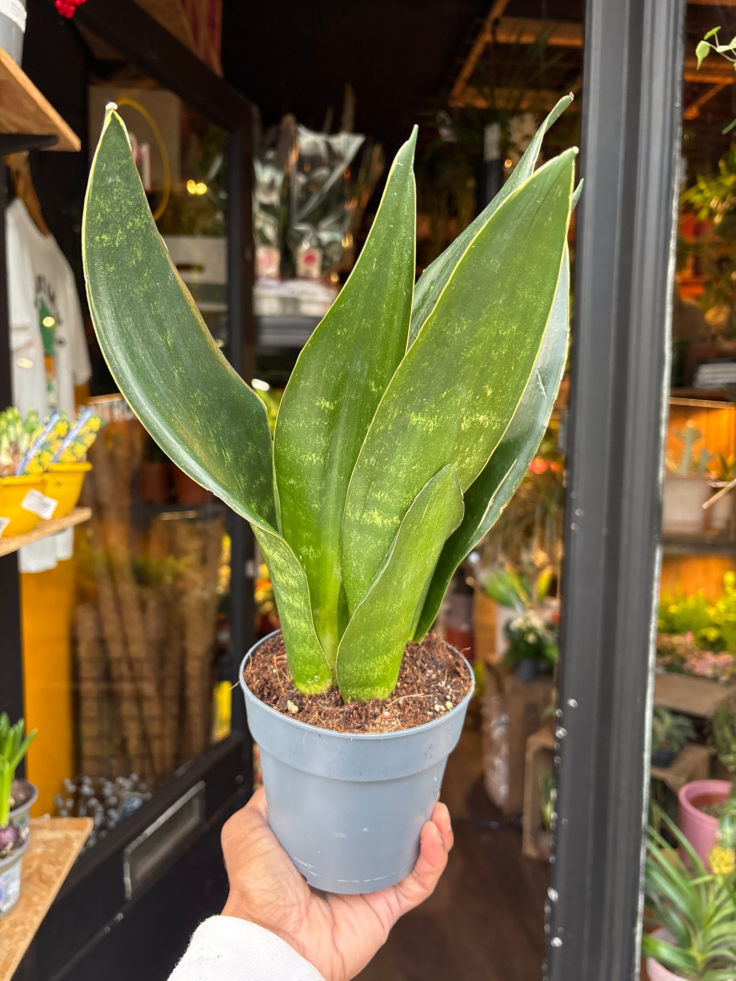 A Sansevieria Dark Diamond plant also known as a Snake Plant in front of Urban Tropicana&
