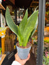 A Sansevieria Dark Diamond plant also known as a Snake Plant in front of Urban Tropicana&