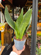 A Sansevieria Dark Diamond plant also known as a Snake Plant in front of Urban Tropicana&